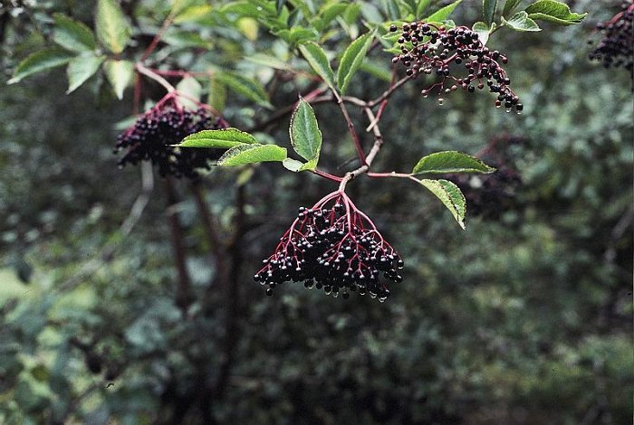 Sambucus nigra (2)